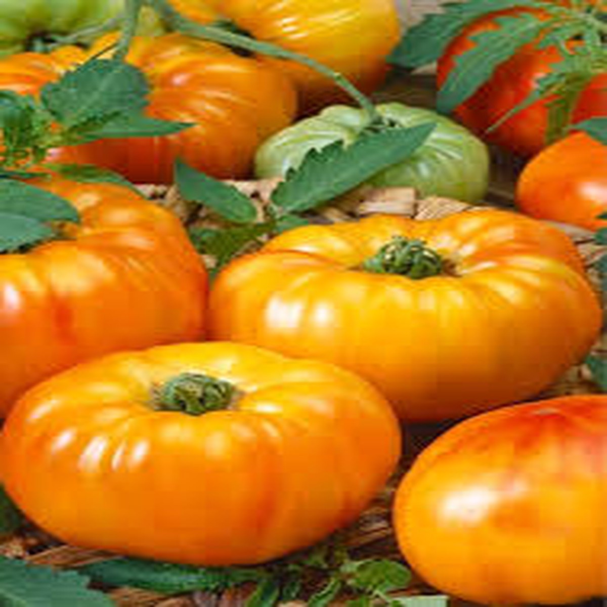 Heirloom Orange Giant Hybrid Tomato Vegetable Seeds Non-GMO, High Germination Organic Garden Seeds