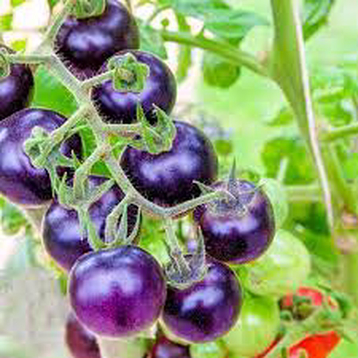 Heirloom Purple Cherry Tomato Vegetable Seeds for Planting Non-GMO, High Germination Organic Garden Seeds