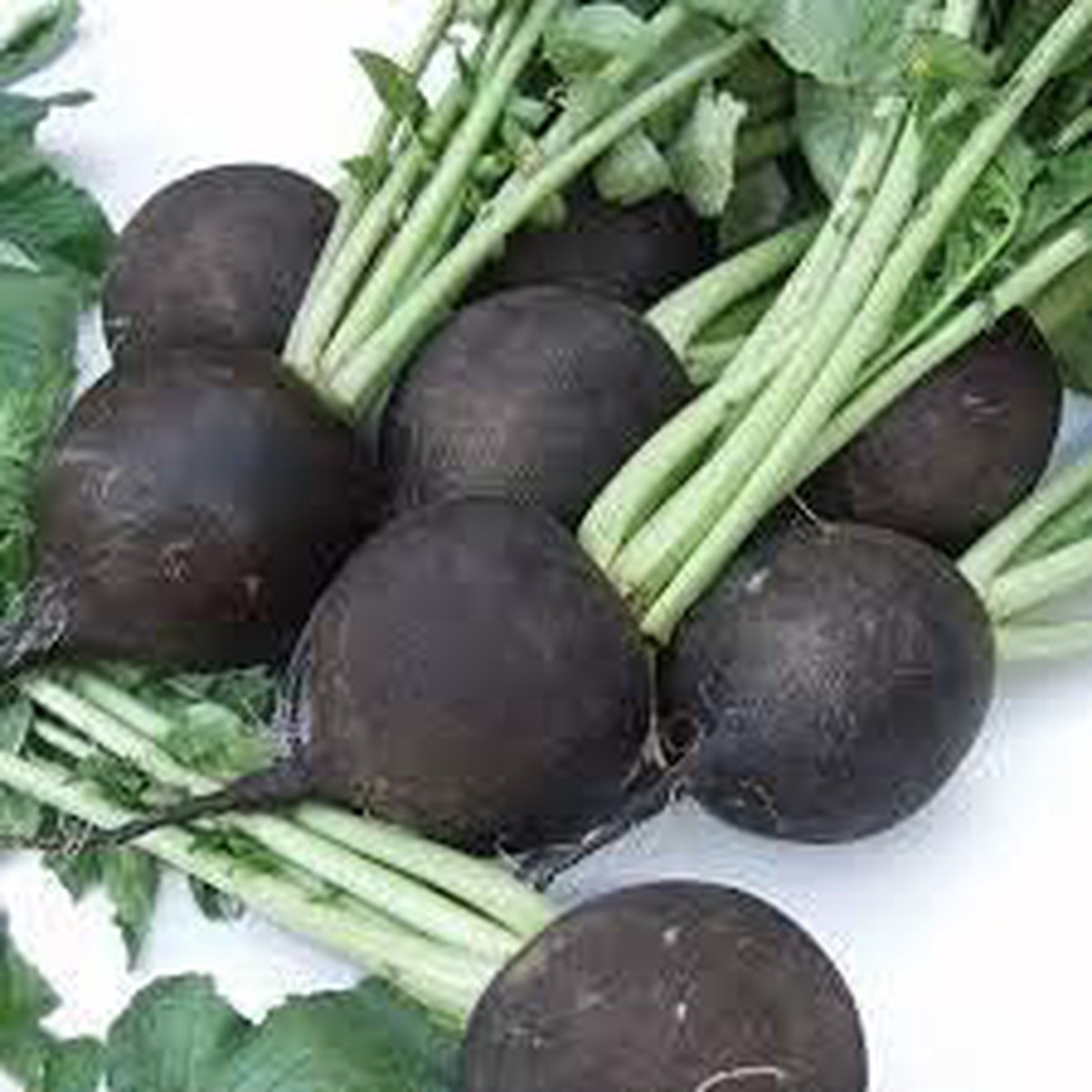Heirloom Radish Vegetable Seeds for Planting Deep Black Root Variety, Non-GMO, High Germination Organic Seeds