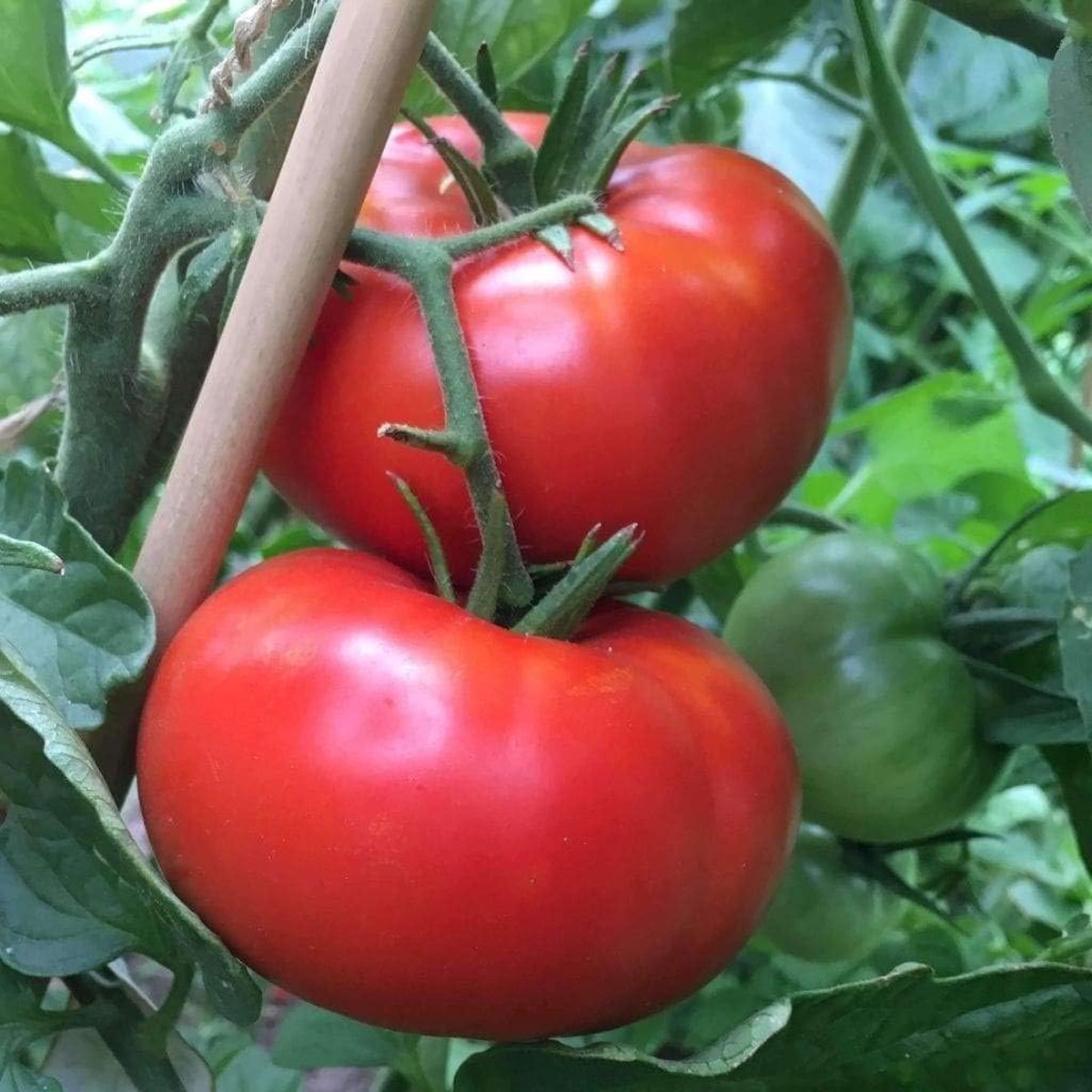 Heirloom Tomato Vegetable Seeds for Planting Red Shade Variety, Non-GMO, High Germination Organic Seeds