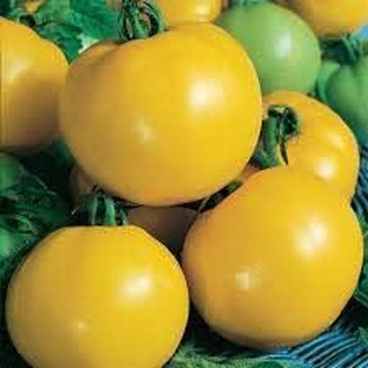 Heirloom Yellow Hybrid Tomato Vegetable Seeds Non-GMO, High Germination Organic Garden Seeds