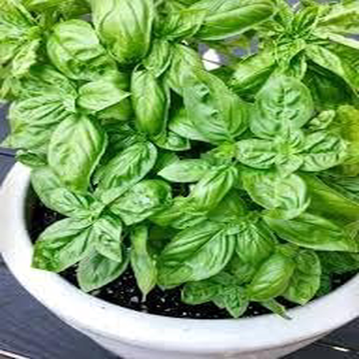 Italian Large Leaf Basil Seeds for Planting Heirloom, Non-GMO, High Germination Organic Garden Seeds for Flavorful Herb Gardens