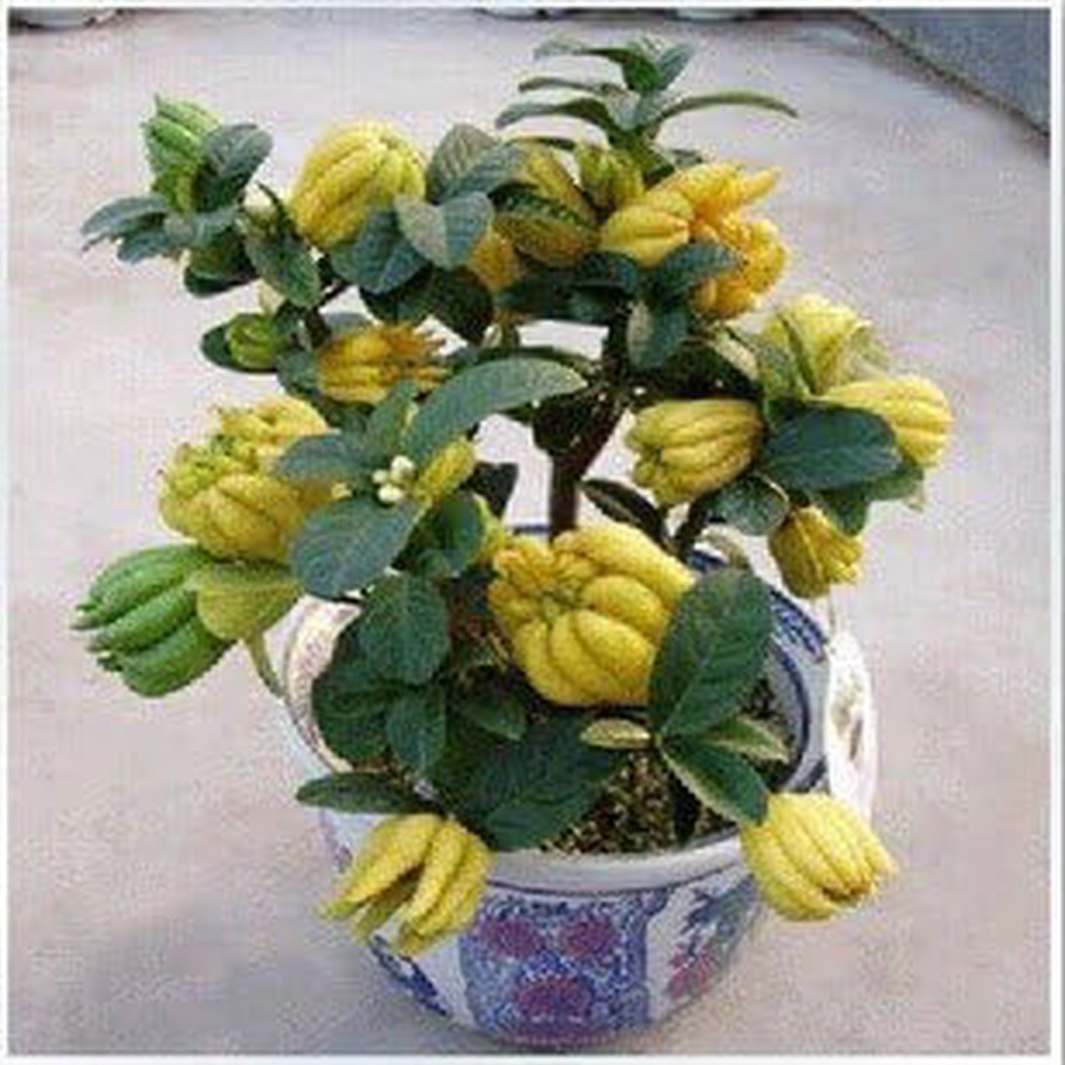 Jinhua Bergamot Plant Seeds for Unique Herb Gardens Heirloom, Non-GMO, High Germination Organic Garden Seeds for Planting and Flavor