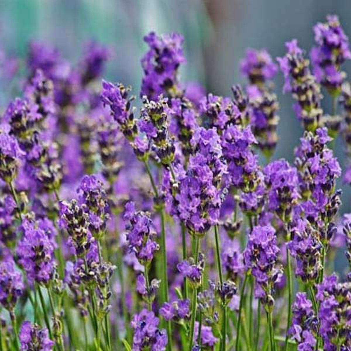 Lavender Plant Seeds for Planting Fragrant Ornamental Garden Growth, Heirloom Non-GMO Organic Garden Seeds