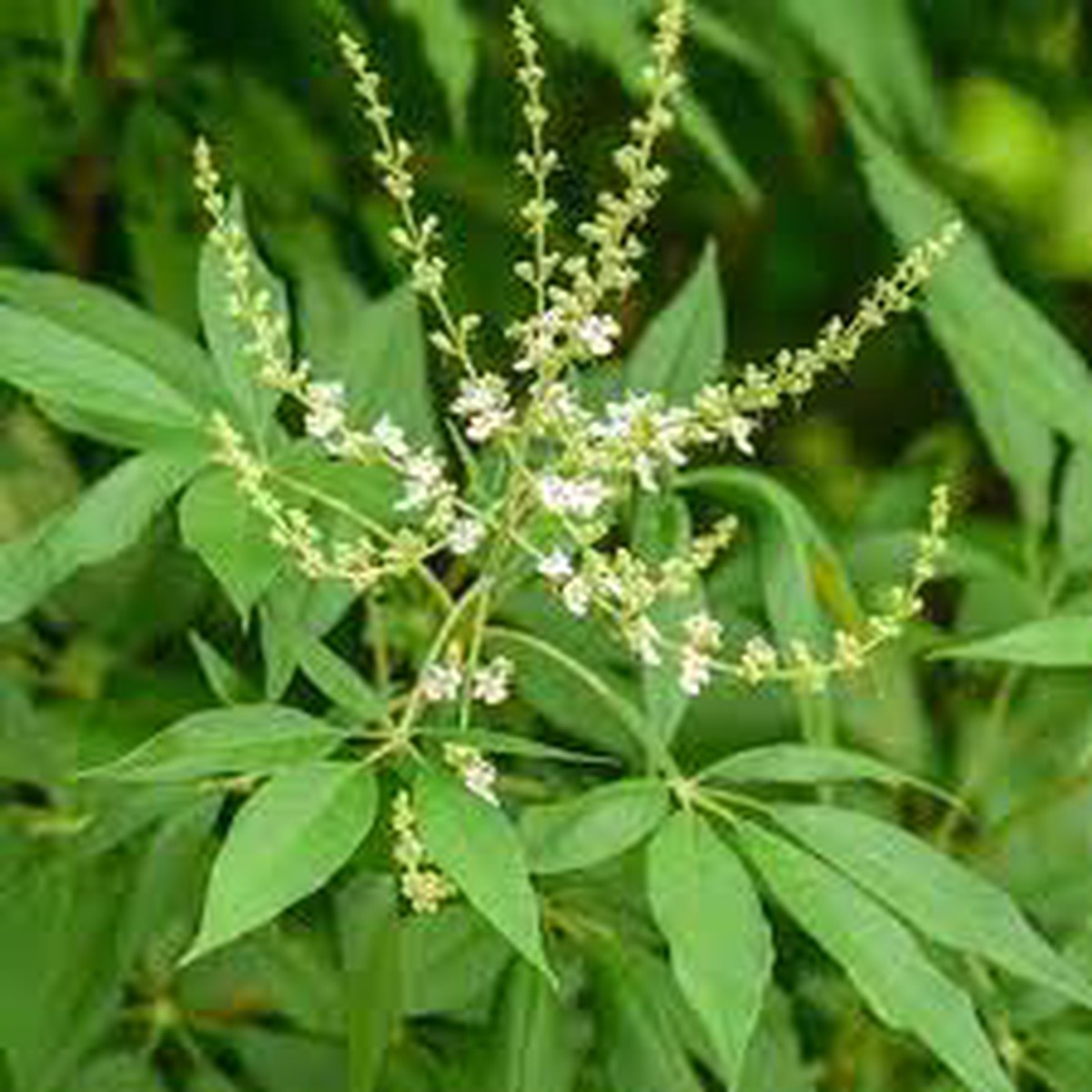 Nirgundi Plant Seeds for Planting Heirloom, Non-GMO, High Germination Organic Garden Seeds for Medicinal and Herbal Gardens