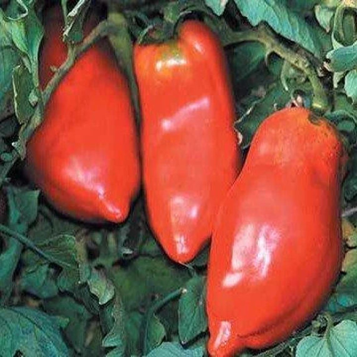 Opalka Tomato Seeds for Planting Heirloom, Non-GMO, High Germination Organic Vegetable Garden Seeds
