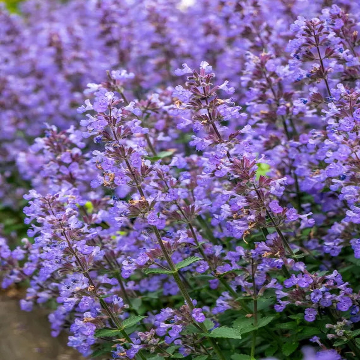 Persian Catmint (Nepeta mussinii) Seeds for Planting Heirloom, Non-GMO, High Germination Organic Garden Seeds for Herbal Use