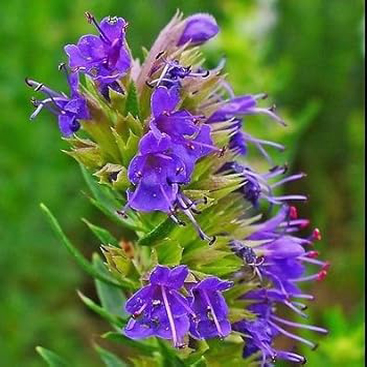 Purple Hyssopus Officinalis Plant Seeds for Planting Heirloom, Non-GMO, High Germination Organic Garden Seeds
