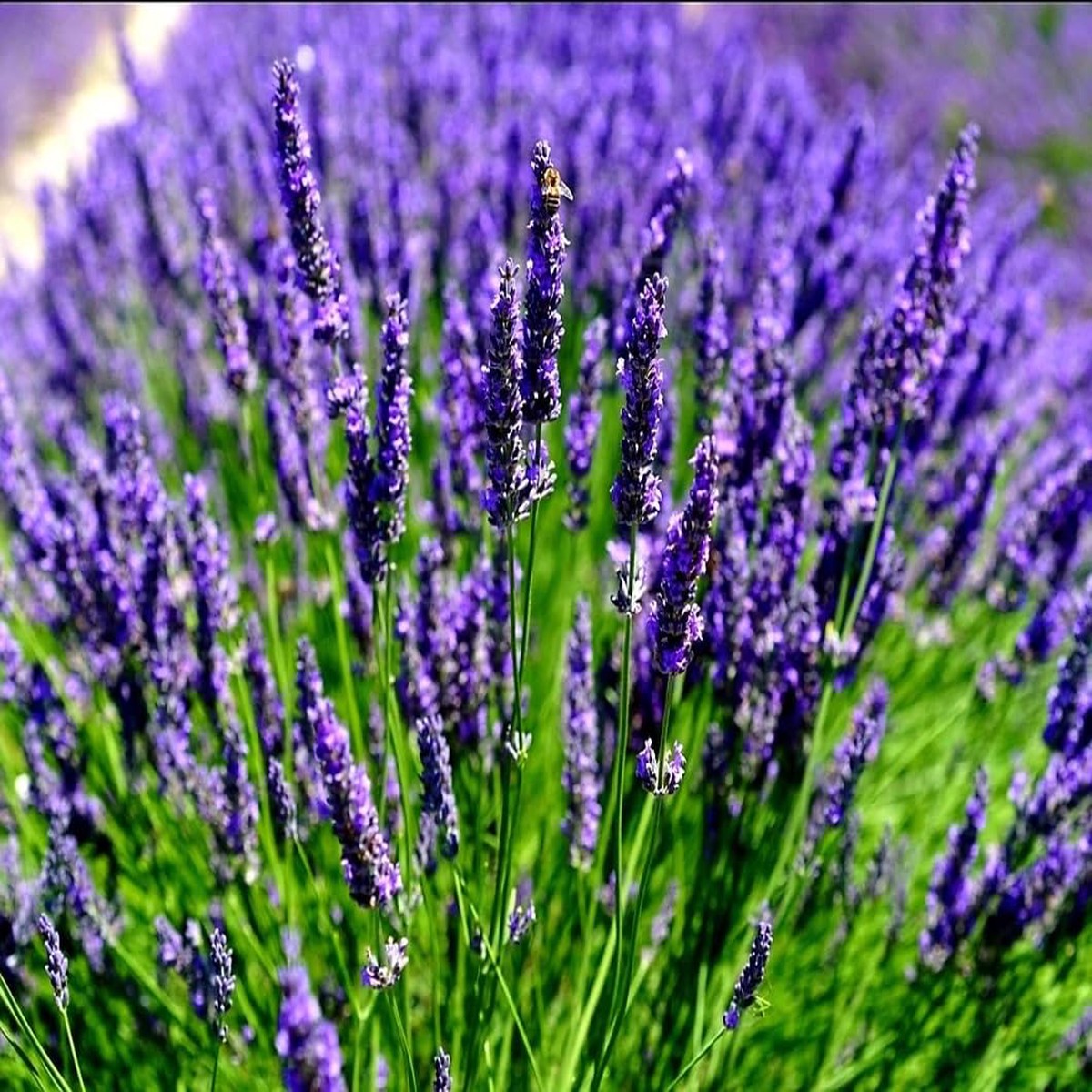 Purple Lavandula Angustifolia Lavender Seeds for Planting Heirloom, Non-GMO, High Germination Organic Garden Seeds