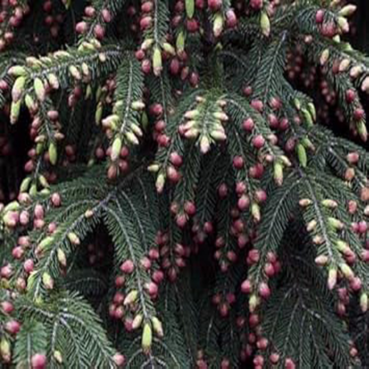 Red Apinsapo Plant Seeds Ornamental Heirloom & Non-GMO Seeds for Planting