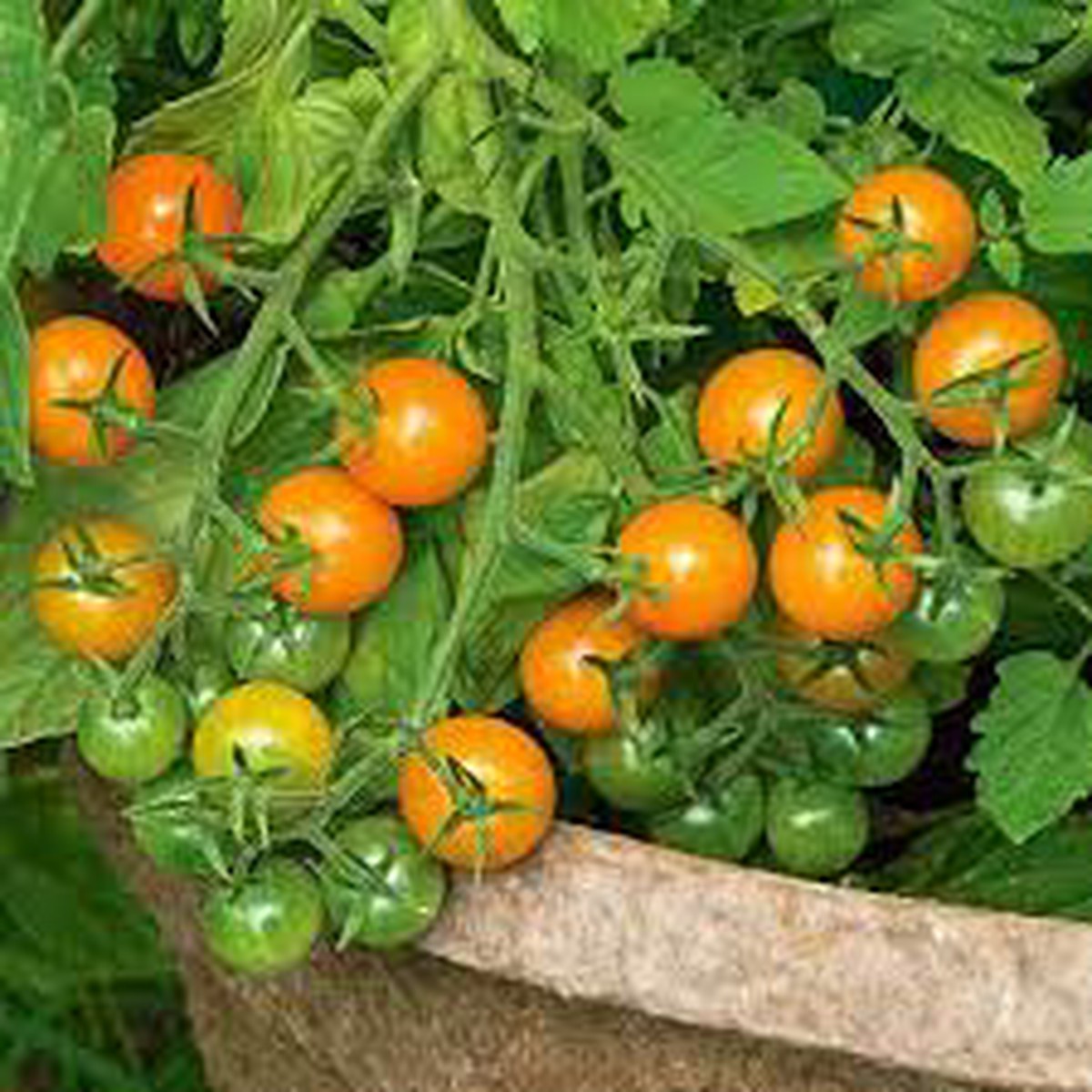 Sun Gold Cherry Tomato Seeds for Planting Heirloom, Non-GMO, Organic Garden Seeds, High Germination