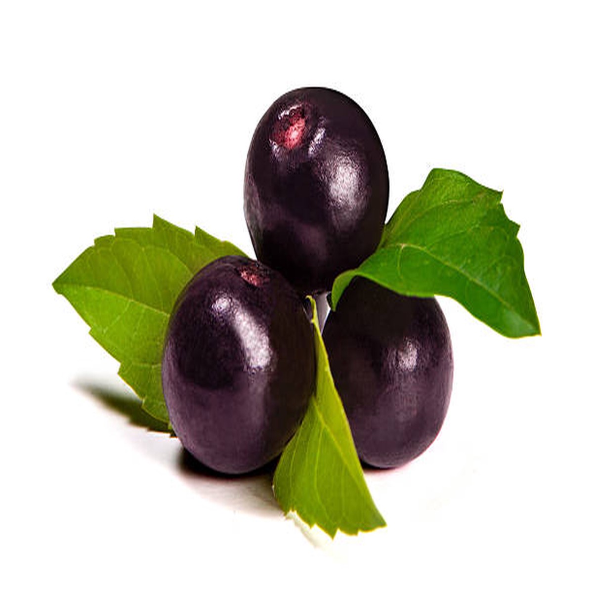 Acai Fruit Seeds for Growing Nutrient-Rich Berries Heirloom Non-GMO High Germination Organic Garden Seeds
