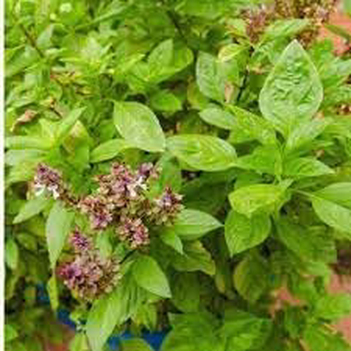 Basil Herb Seeds for Planting - Heirloom & Non-GMO Organic Seeds for High Germination