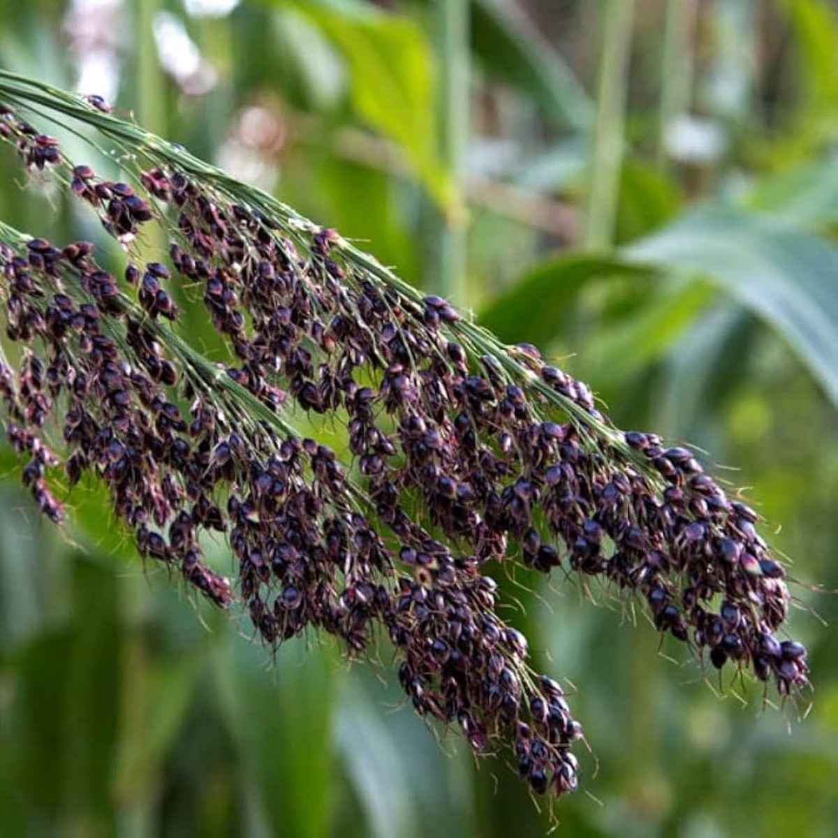 Black Amber Sorghum Seeds for Planting Heirloom, Non-GMO, High Germination Organic Garden Seeds for Sustainable Growth