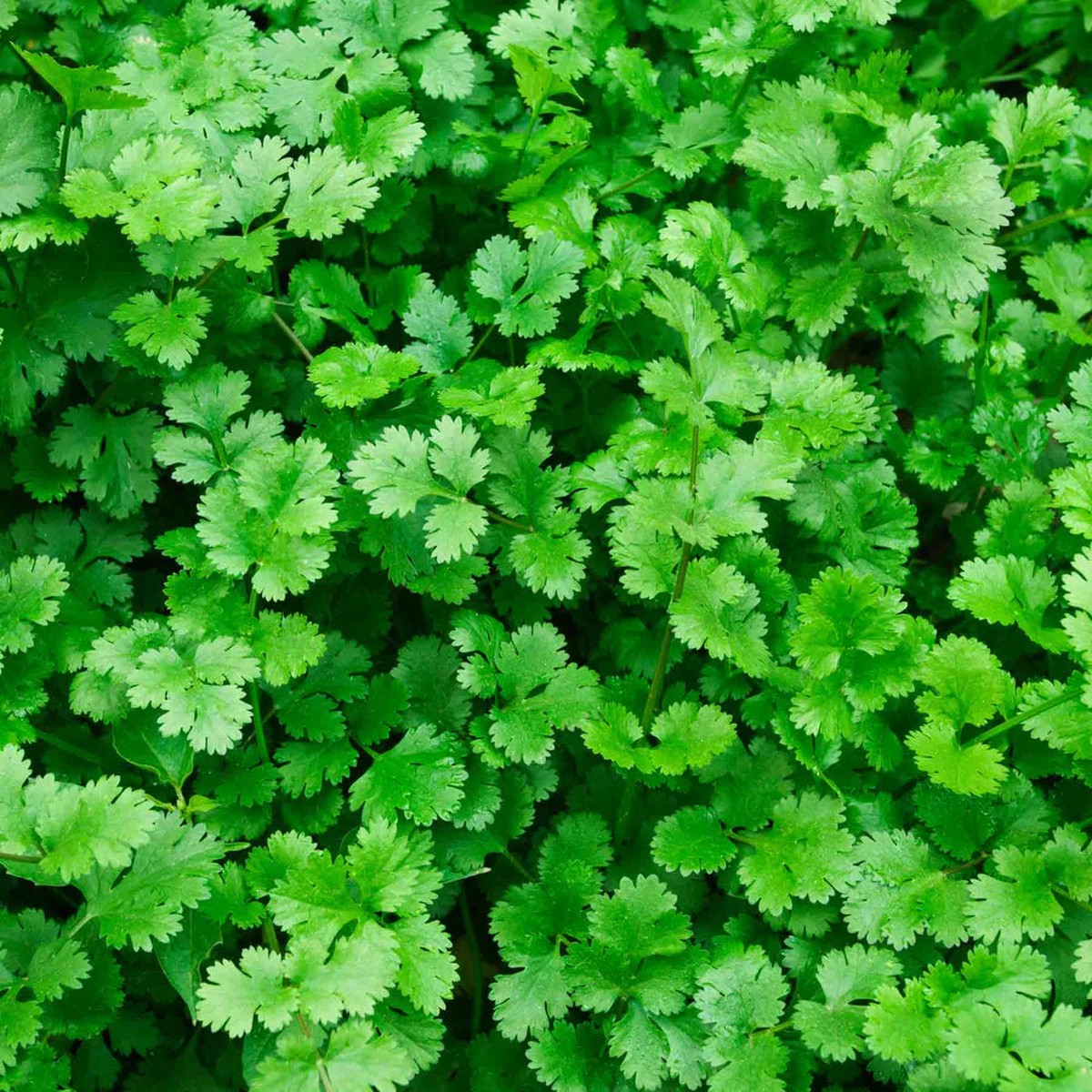 Cilantro Coriander Herb Seeds for Planting Heirloom, Non-GMO, High Germination Organic Garden Seeds for Culinary Use