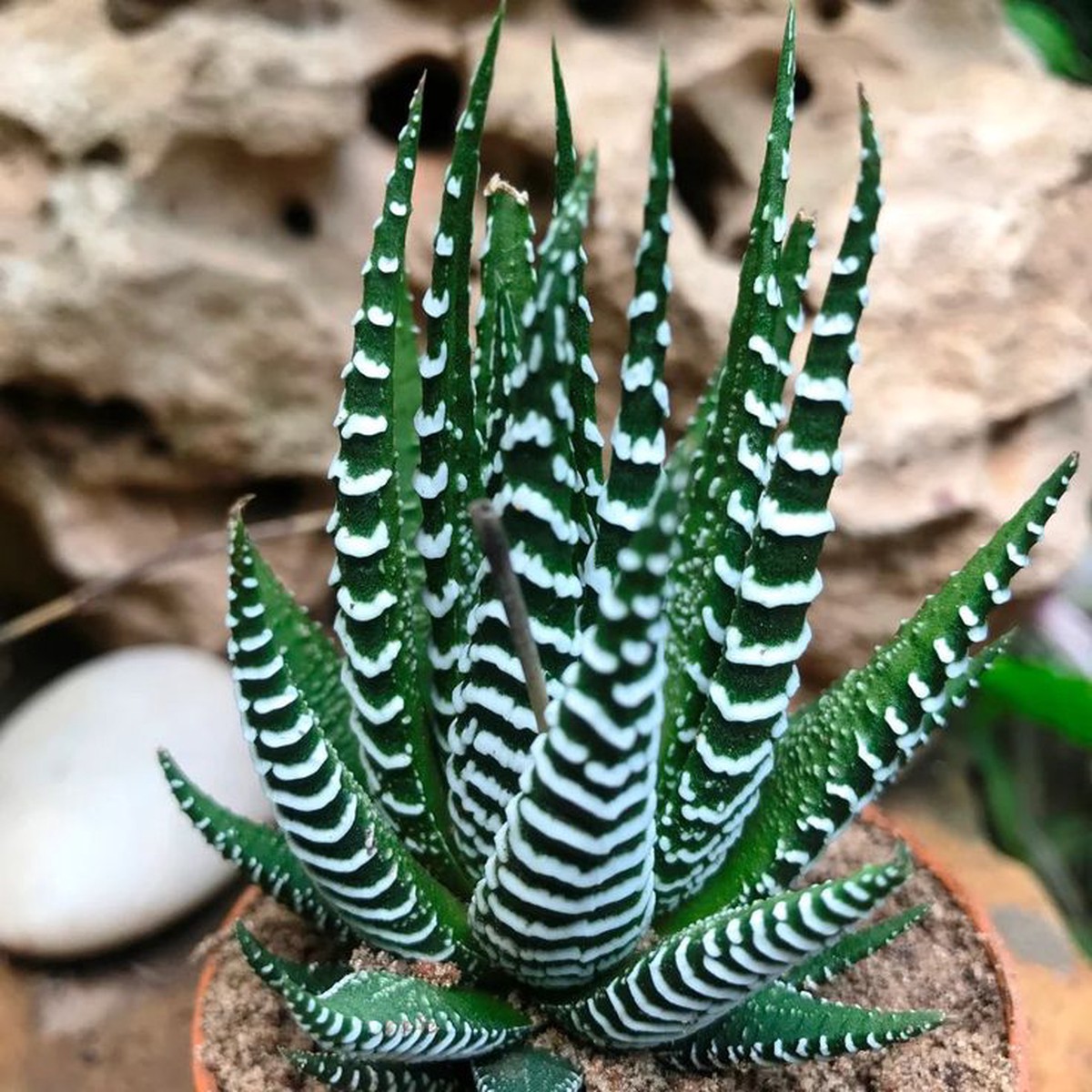 Edible Aloe Vera Plant Seeds Dark Green & White Varieties, Indoor/Outdoor, Heirloom & Non-GMO, 100 pcs