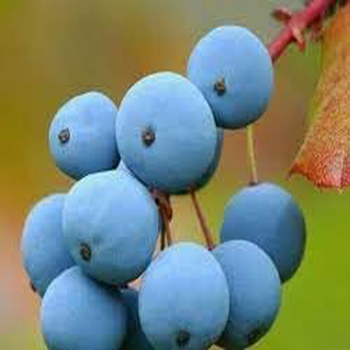 Grape Fruit Seeds for planting-Heirloom & Non-GMO seeds for Home Gardens & Vineyards