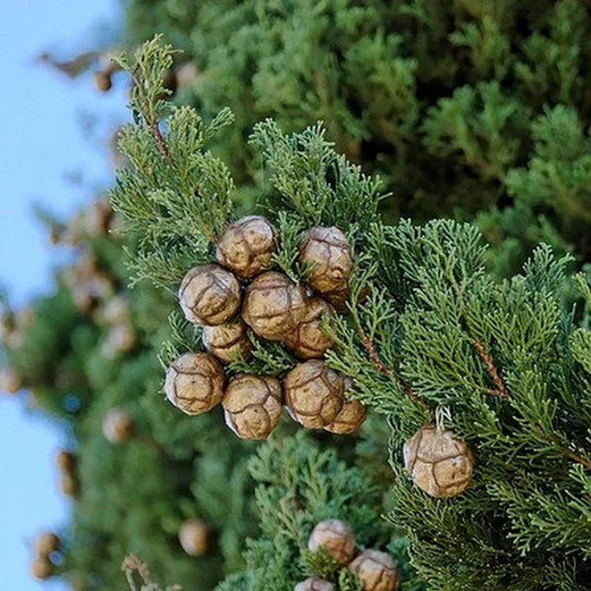Green Cupressus Plant Seeds Heirloom & Non-GMO Seeds for Planting, High Germination Organic Garden Seeds
