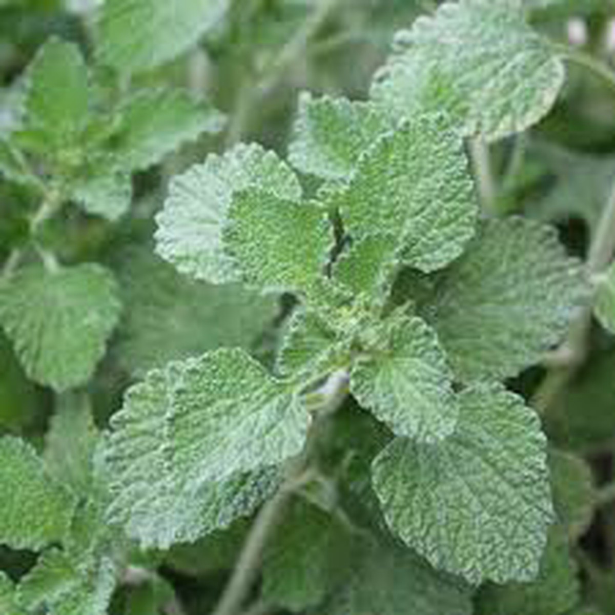 Green Horehound Seeds Heirloom & Non-GMO Traditional Medicinal Herb Seeds for Planting