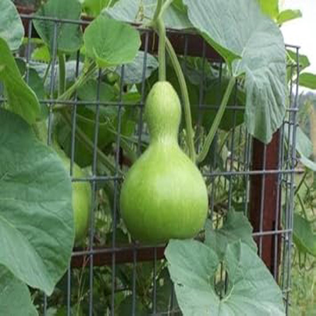 Green Lagenaria Siceraria Plant Seeds for Planting Heirloom Non-GMO High Germination Organic Garden Seeds