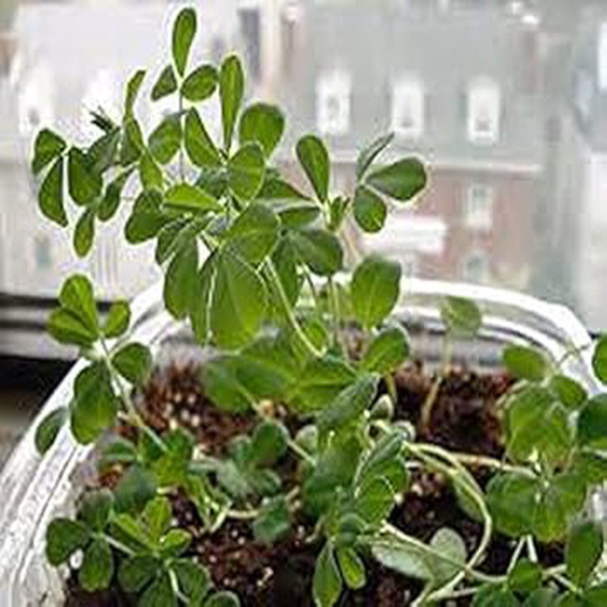 Green Methi (Fenugreek) Herb Seeds for Planting Heirloom & Non-GMO Seeds for Leafy Culinary Gardens
