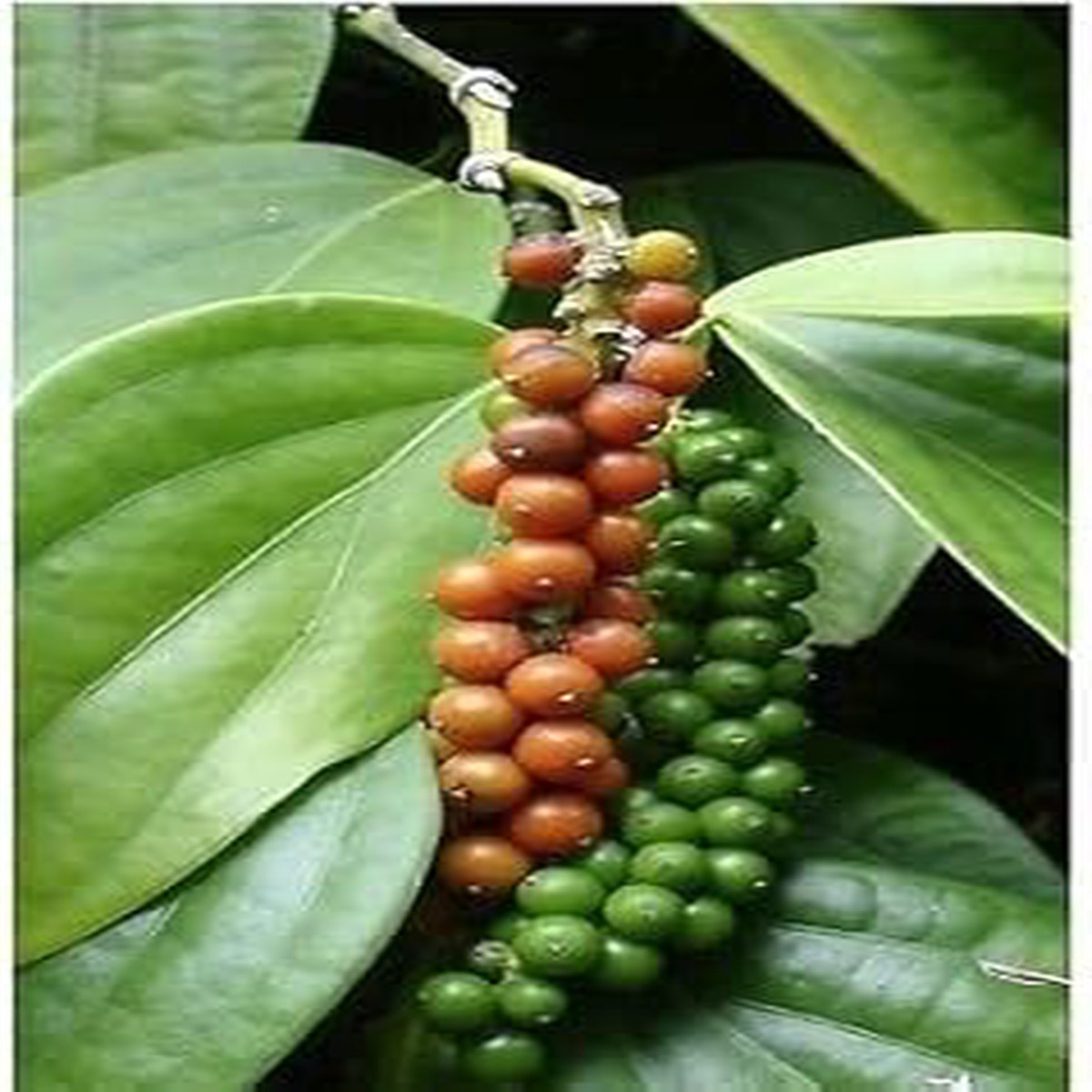 Green Piper Nigrum (Black Pepper) Seeds for Planting Heirloom, Non-GMO, High Germination Organic Garden Seeds for Gardening