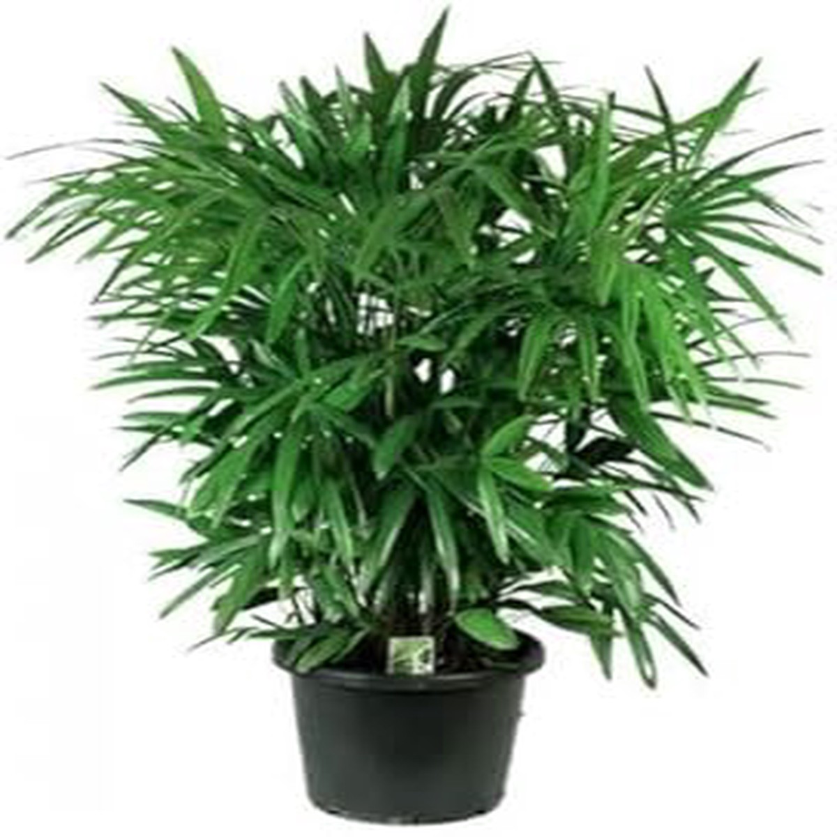 Green Rhapis Palm Plant Seeds for Indoor and Tropical Gardens Heirloom, Non-GMO, High Germination Organic Garden Seeds