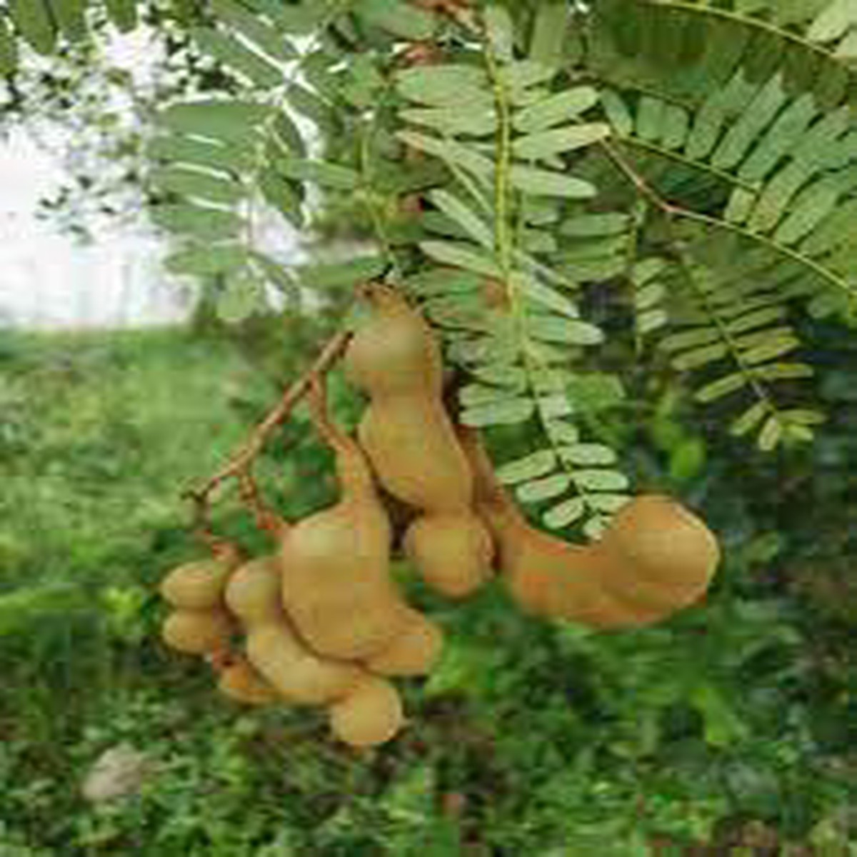 Green Tamarind Tree Seeds for Planting Tropical Tree Seeds (100 pcs) Heirloom & Non-GMO