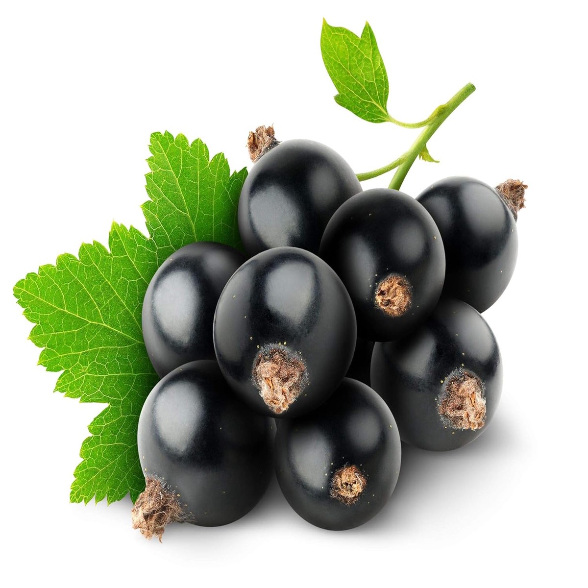 Grosella Negra (Black Currant) Fruit Seeds Organic & High Germination
