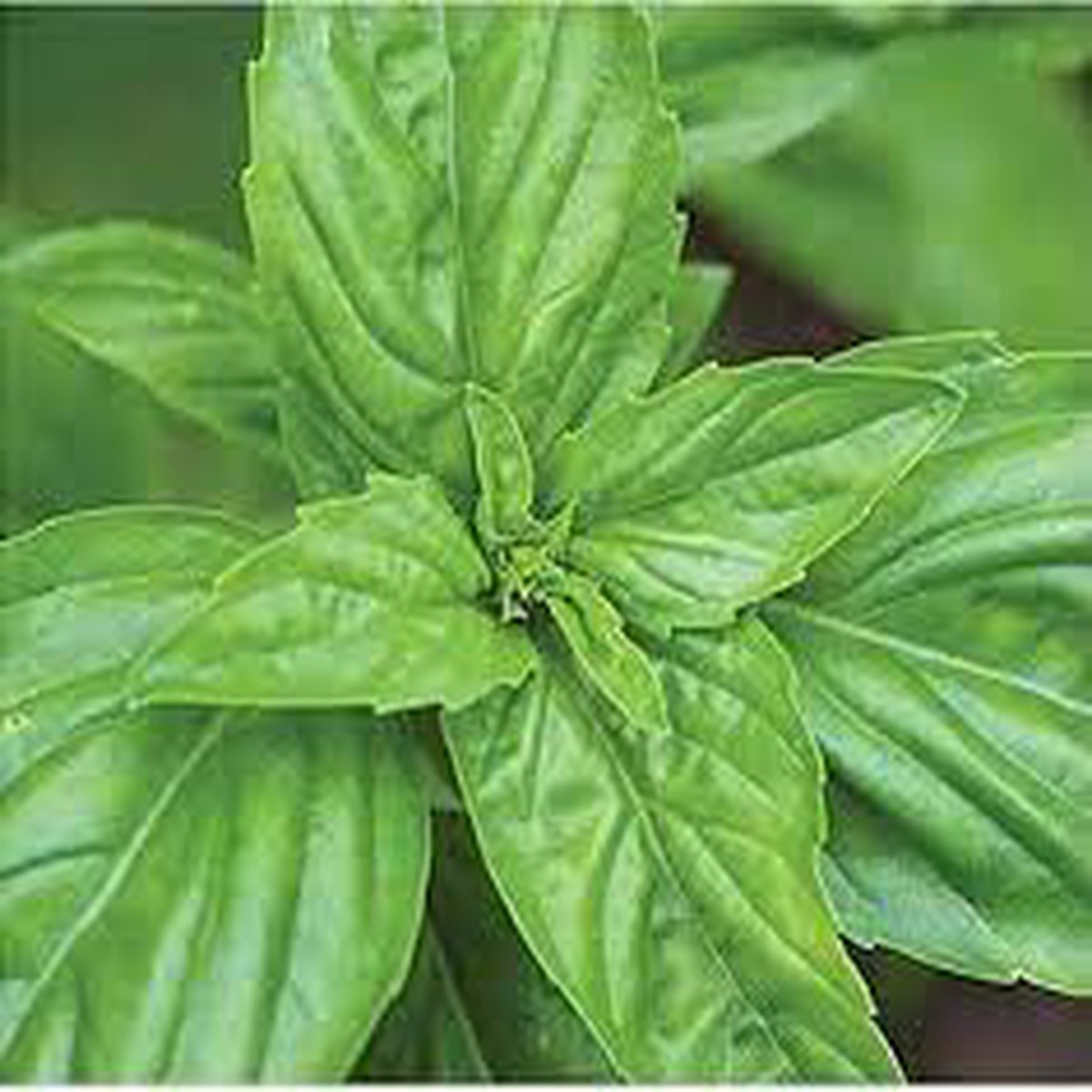 Napoletano Basil Seeds for Planting Heirloom, Non-GMO, High Germination Organic Garden Seeds for Italian Herb Gardens