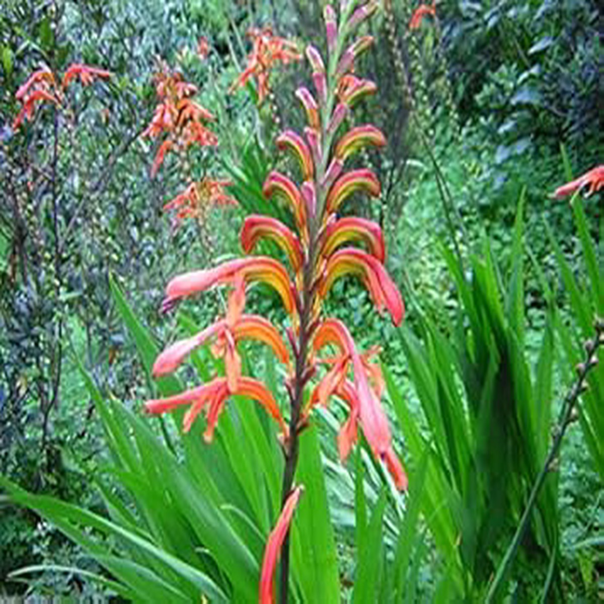 Orange Chasmanthe Ornamental Plant Seeds for Planting Heirloom, Non-GMO, High Germination Organic Garden Seeds for Exotic Garden Displays