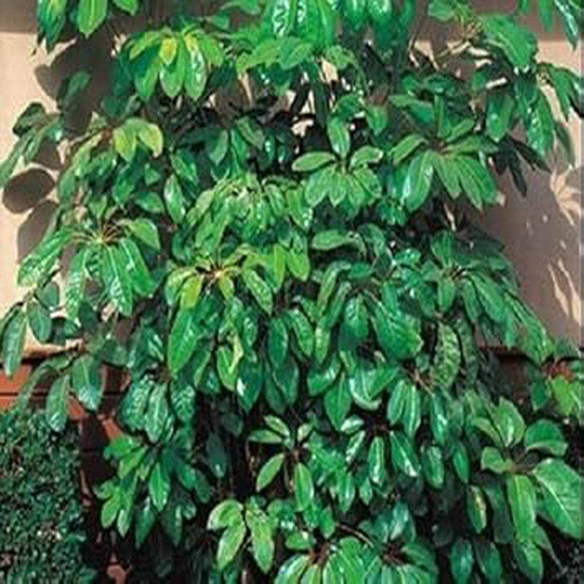 Schefflera Plant Seeds Ornamental Plant for Home Gardens, Heirloom & Non-GMO Seeds for Planting, High Germination Organic Garden Seeds
