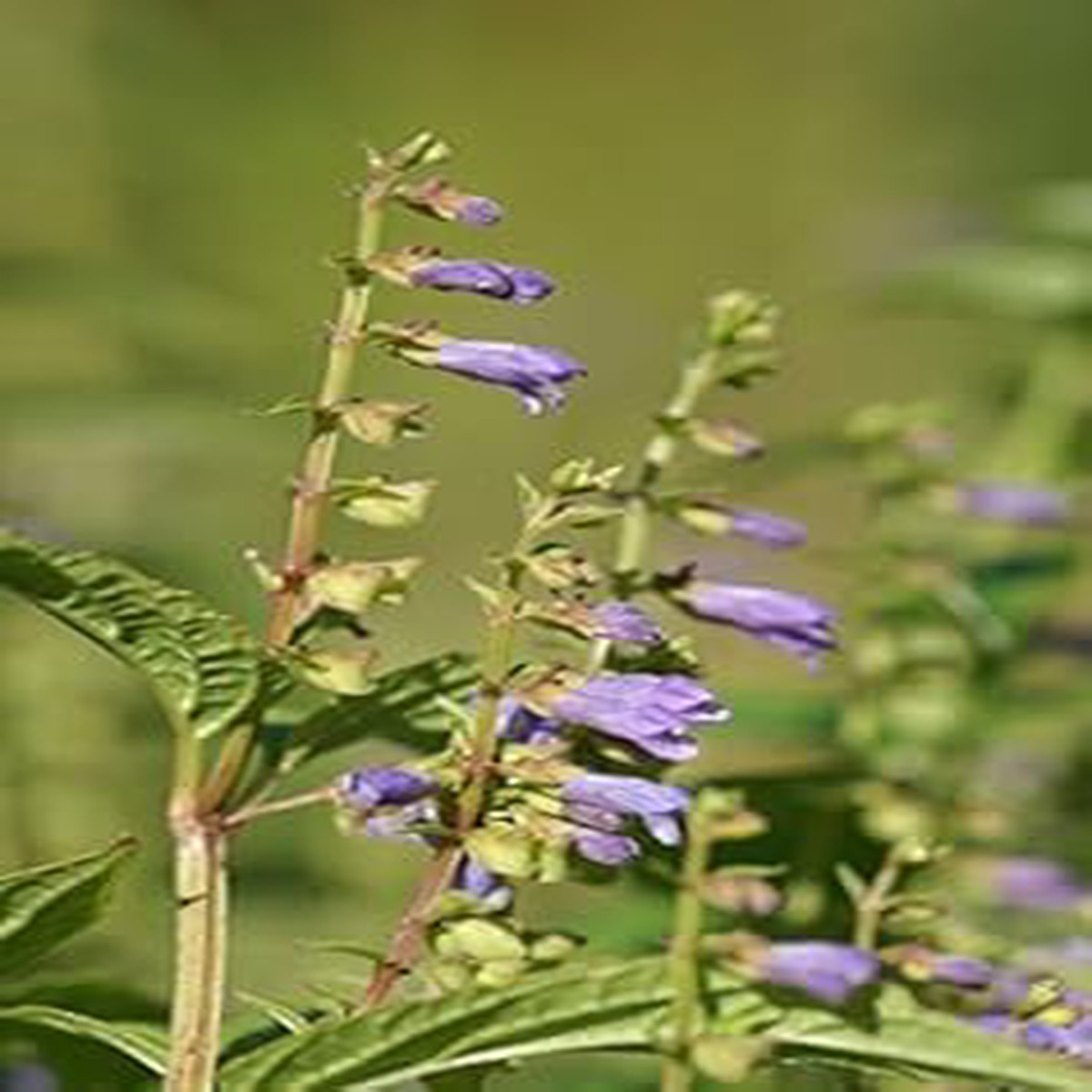 Scutellaria Lateriflora Seeds Relaxing Herb Heirloom & Non-GMO Seeds for Planting