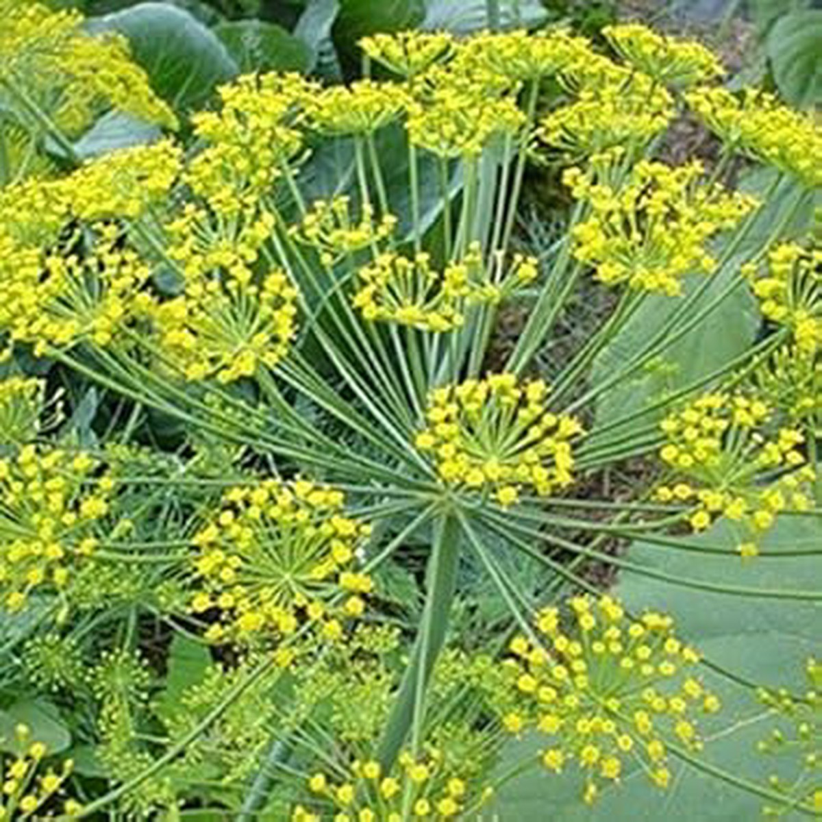 Yellow Dill Plant Seeds for Planting Heirloom, Non-GMO, High Germination Organic Garden Seeds for Flavorful Herb Gardens & Cuisines