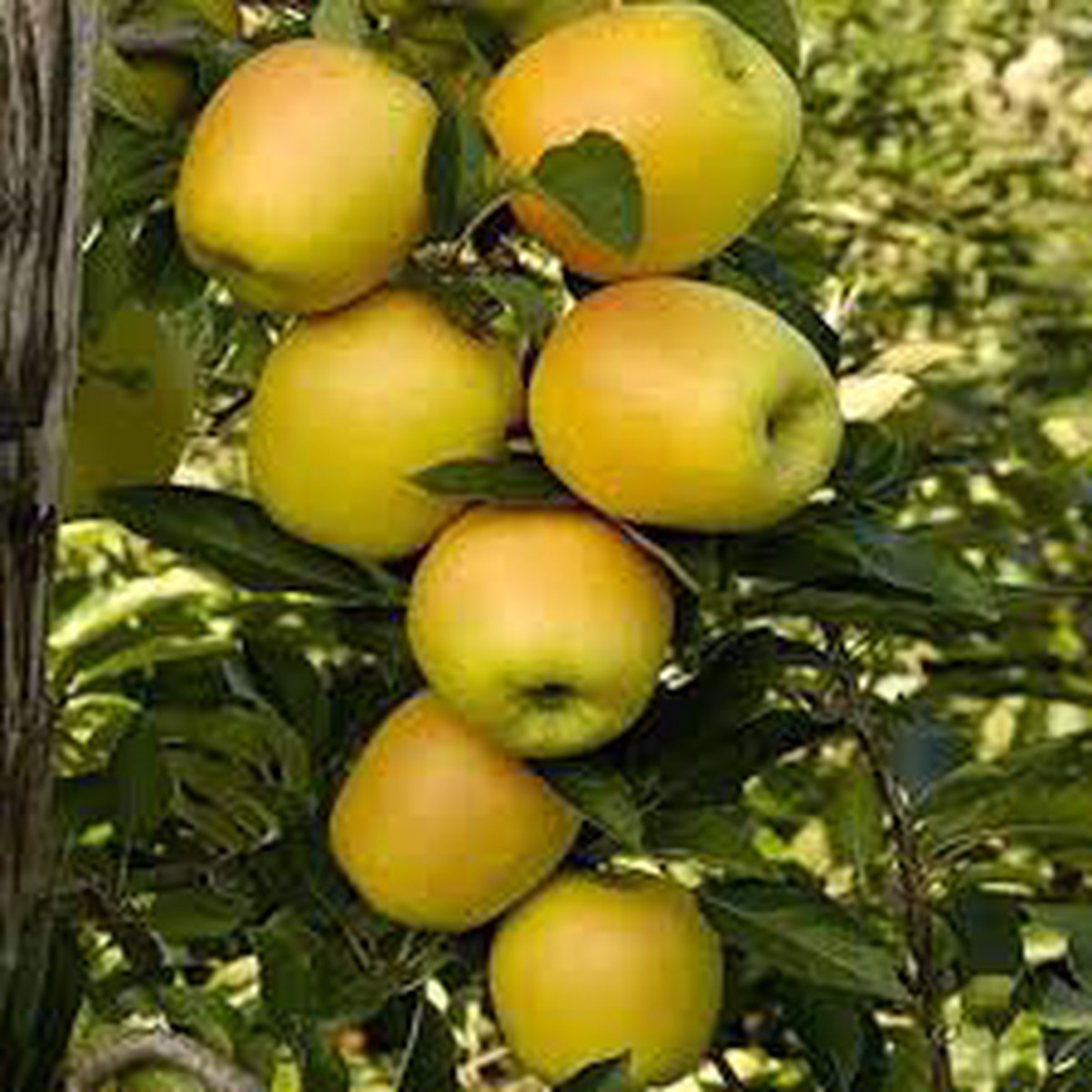 Golden Yellow Apple Fruit Seeds for Planting Crisp & Sweet Apple Trees, Heirloom & Non-GMO, High Germination Seeds