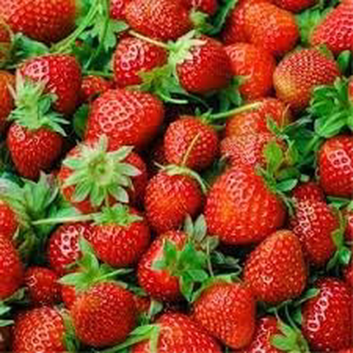 Large Strawberry Fruit Seeds for Planting Grow Juicy, Sweet Berries in Your Home Garden, Heirloom & Non-GMO