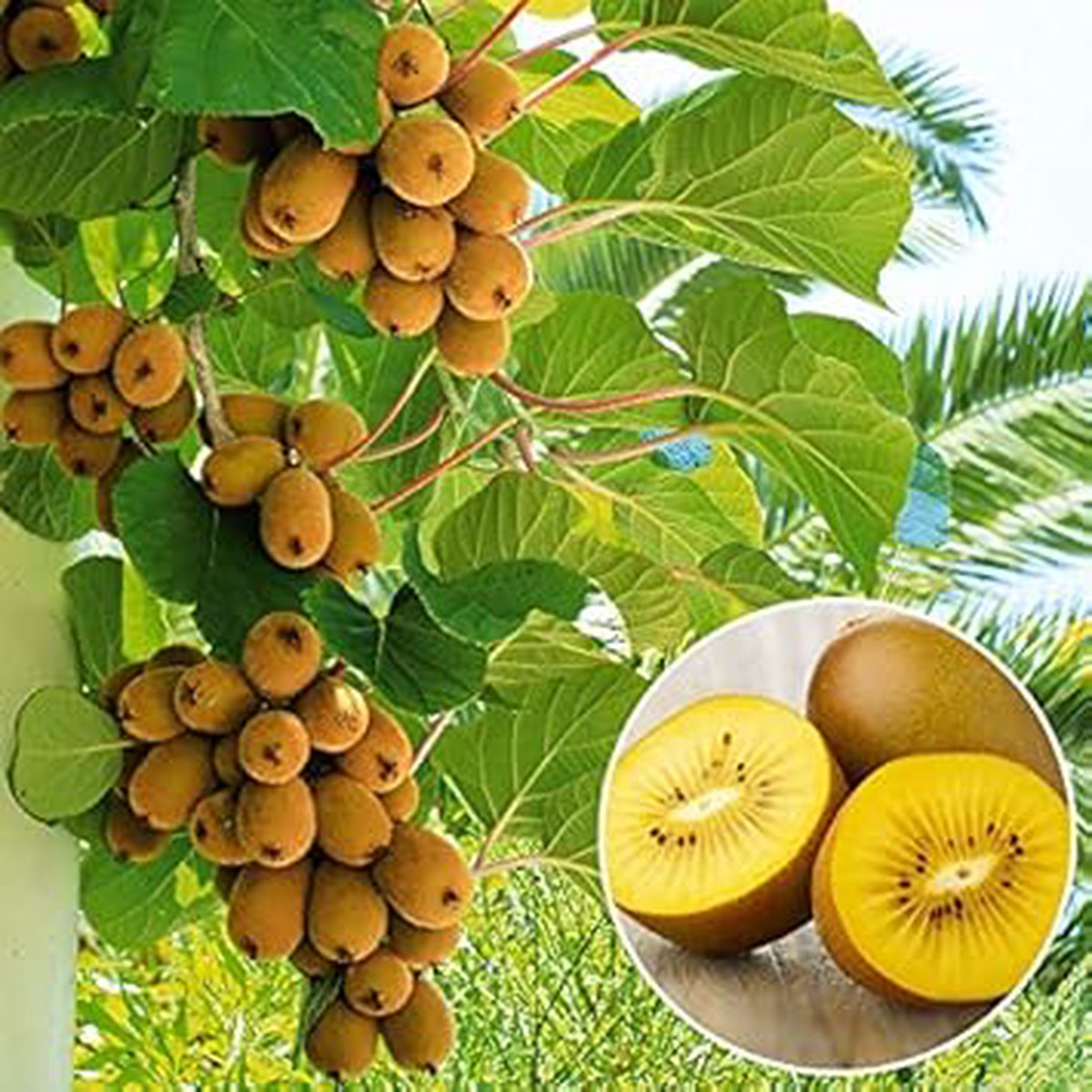 Light Green Kiwi Fruit Seeds for Planting Tangy & Sweet Kiwi Trees, Heirloom & Non-GMO, High Germination Seeds