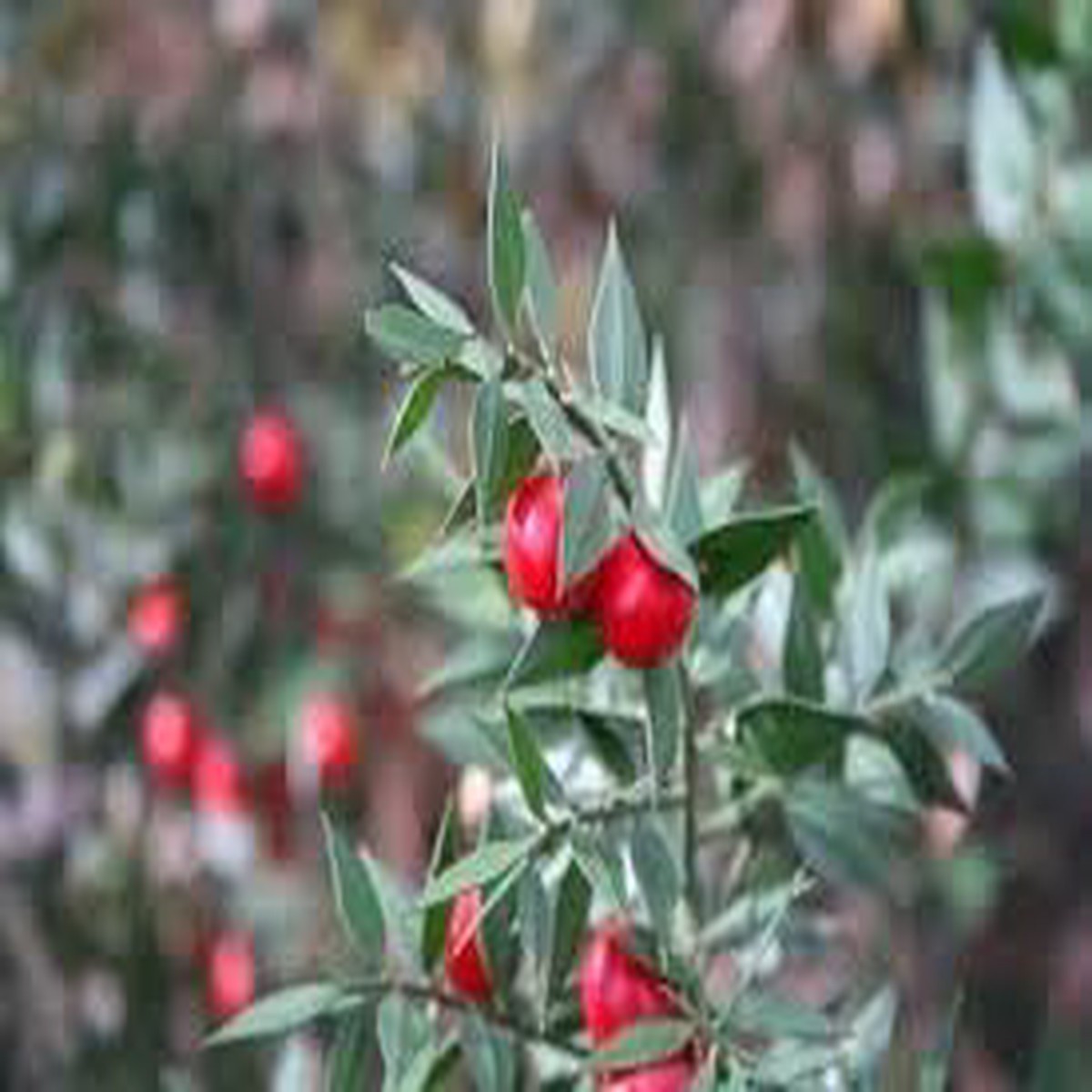 Dark Red Pomegranate Fruit Seeds for Planting Juicy, Sweet & Tart Heirloom Seeds for Home Garden