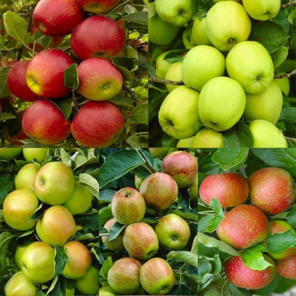 Mixed Apple Fruit Seeds for Planting Grow a Variety of Sweet Apples, Heirloom & Non-GMO, High Germination Seeds
