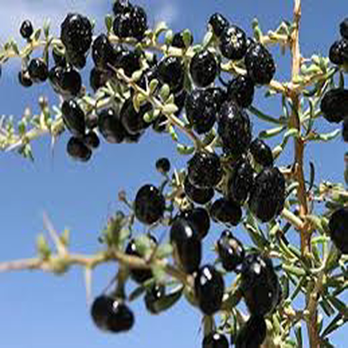 Black Goji Berry Fruit Seeds for Planting Grow Superfood Berries, Heirloom & Non-GMO Seeds for Your Garden