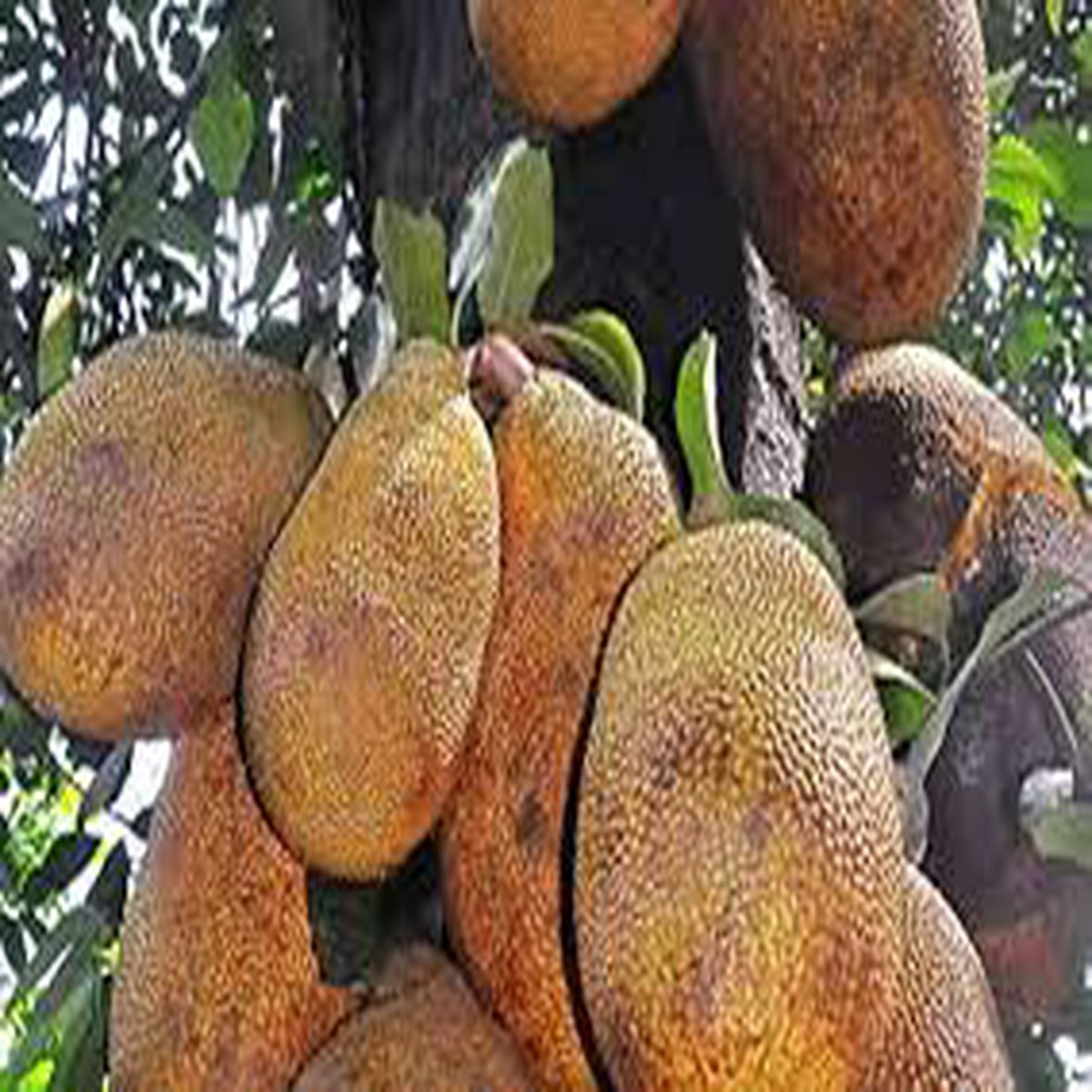 Black Gold Jackfruit Seeds for Planting Grow Giant Tropical Fruits with Sweet Flesh, Heirloom & Non-GMO