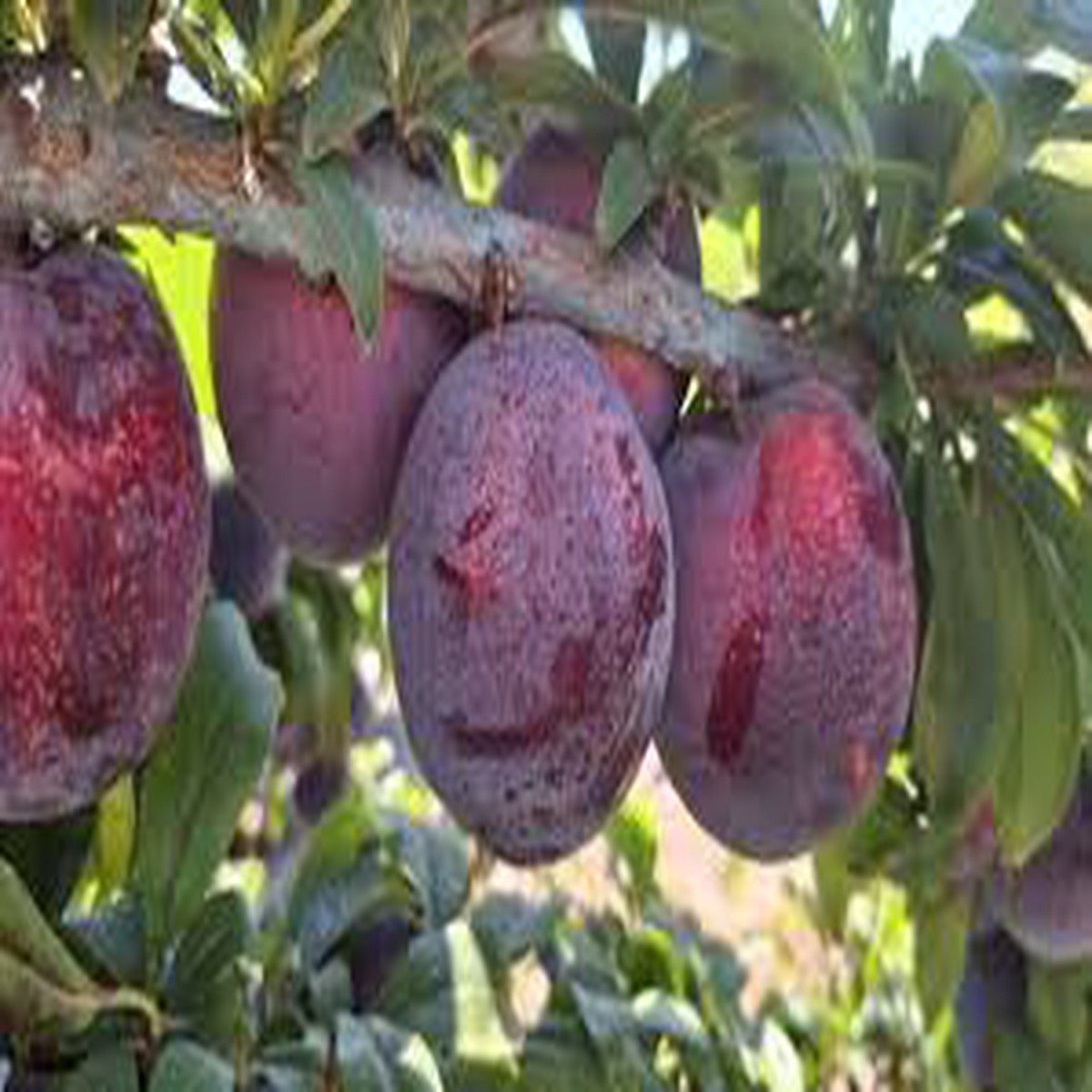 Ciruela Fruit Seeds for Planting Delicious Spanish Plums, Heirloom & Non-GMO Seeds for Your Garden