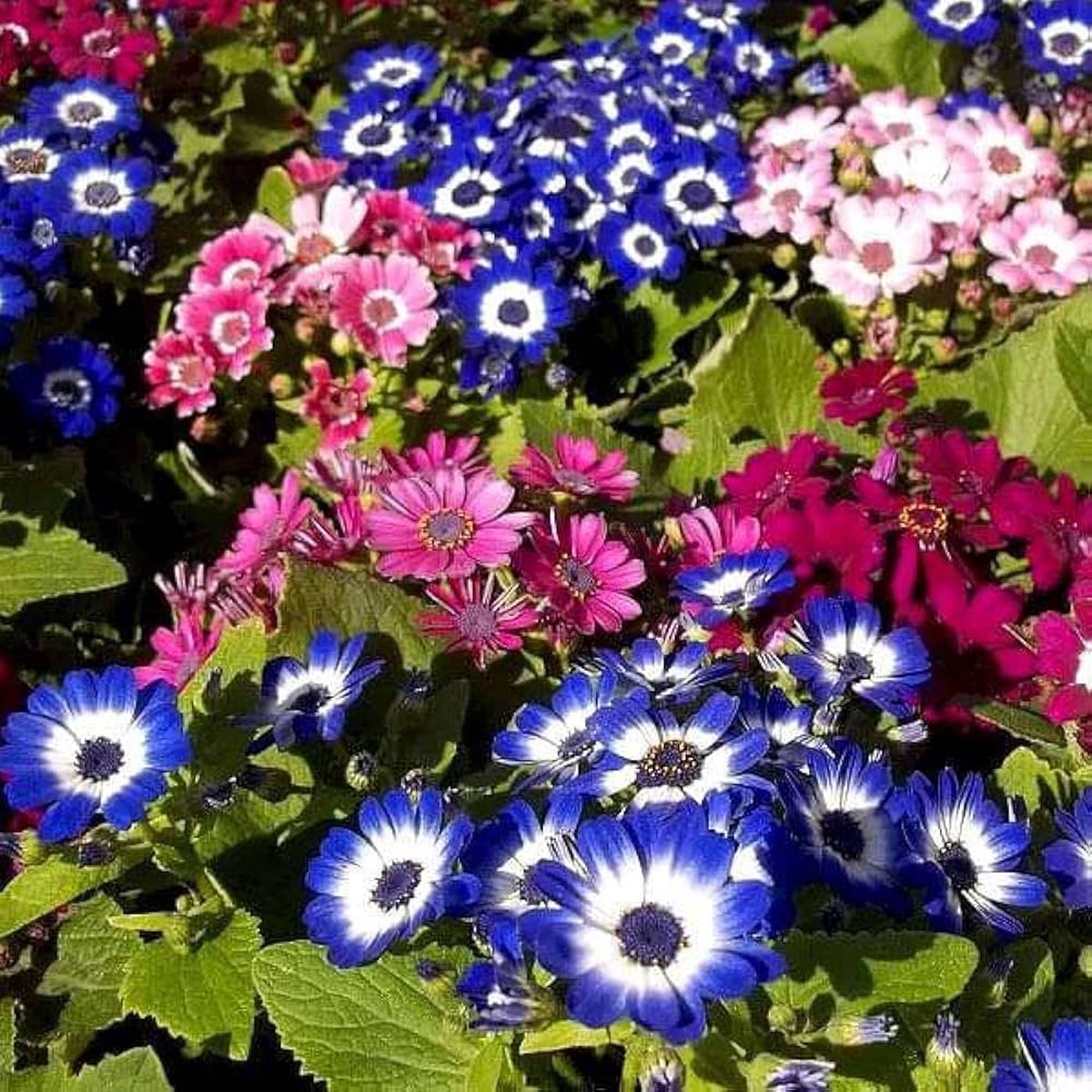 Heirloom Cineraria Flower Seeds Non-GMO, High Germination Organic Garden Seeds for Planting Landscape-Ready Blooms