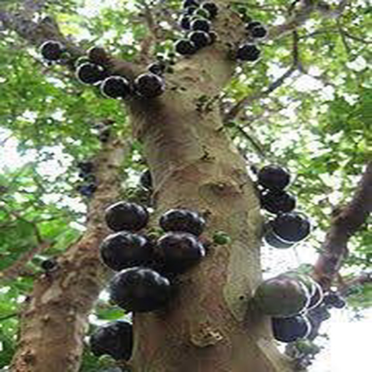 Jaboticaba Fruit Seeds 20pcs, Unique Brazilian Grape Tree for Home Growing, Heirloom & Non-GMO Seeds