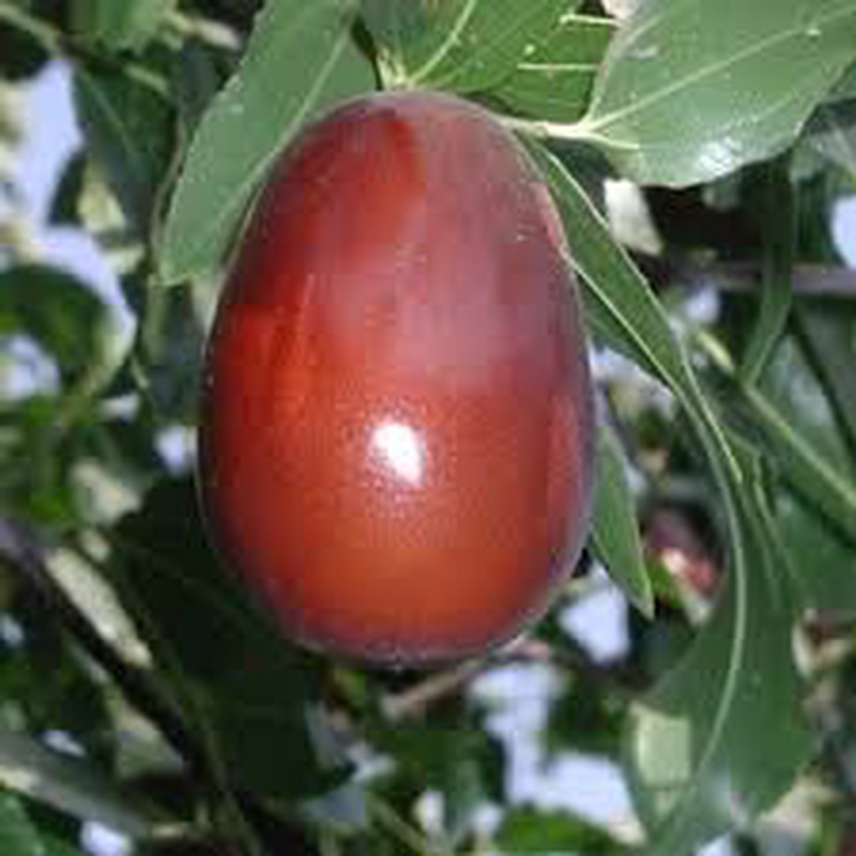Lang Ziziphus Jujube Fruit Seeds for Planting Grow Sweet Jujube Trees, Heirloom & Non-GMO Seeds