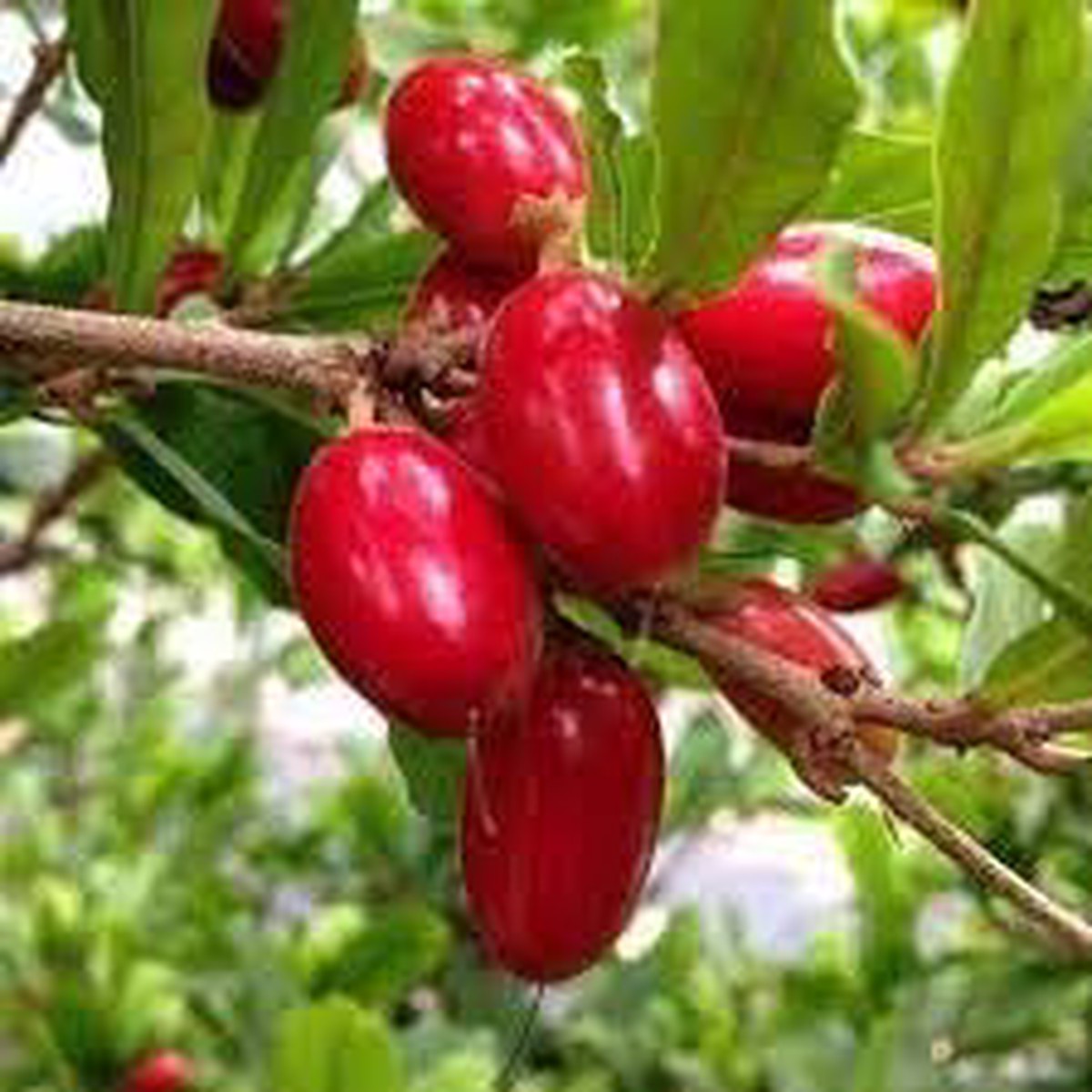 Miracle Fruit Seeds for Planting Sweeten Sour Foods Naturally, Heirloom & Non-GMO Seeds for Your Garden