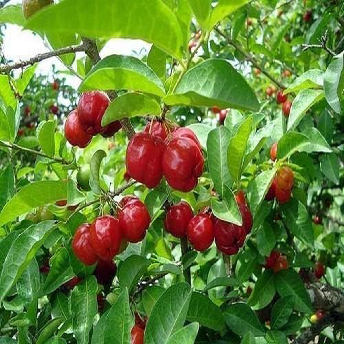 Portal Cool Pitanga Fruit Seeds Suriname Brazilian Cherry, Tropical & Tart Pitanga, Heirloom & Non-GMO Seeds