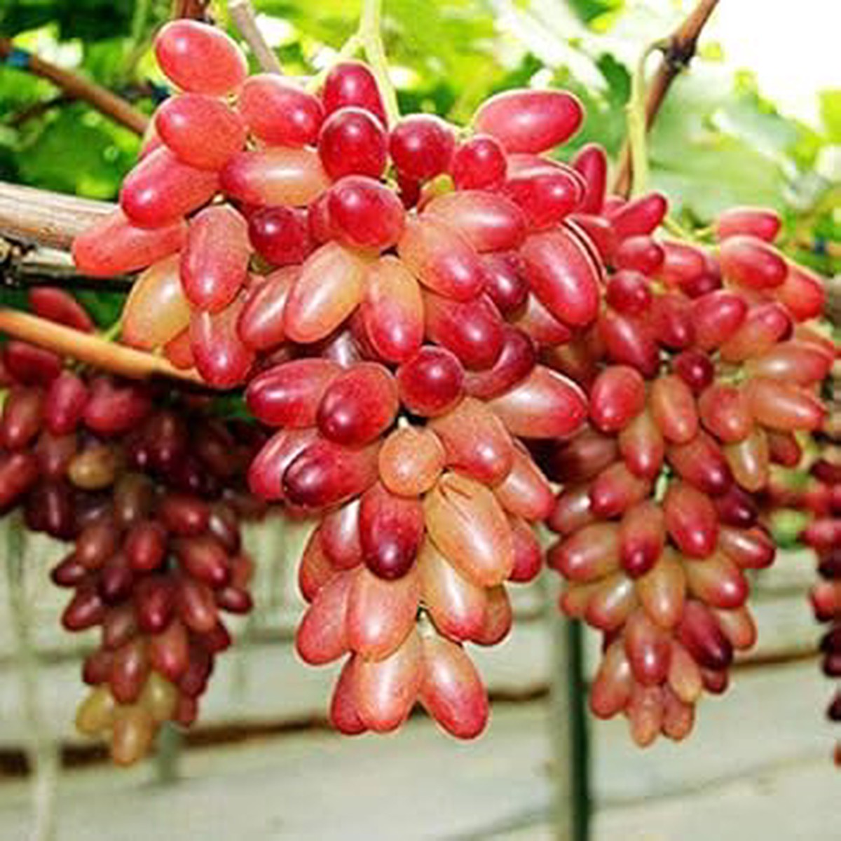 Red Grape Fruit Seeds 50pcs, Perfect for Home Vineyard, Heirloom & Non-GMO Seeds for Garden