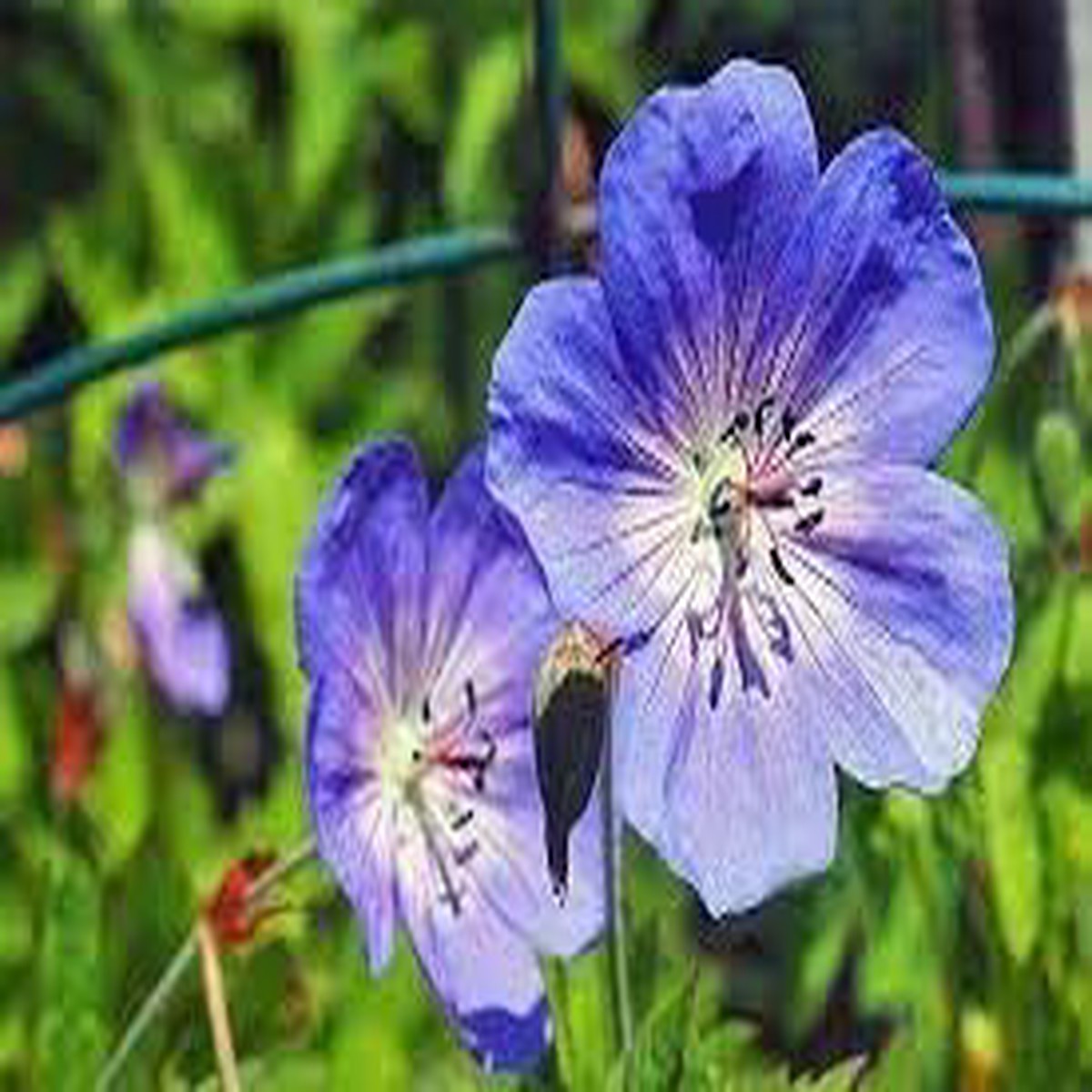 Cranesbill Flower Seeds for Planting Non-GMO, Heirloom, High Germination Seeds