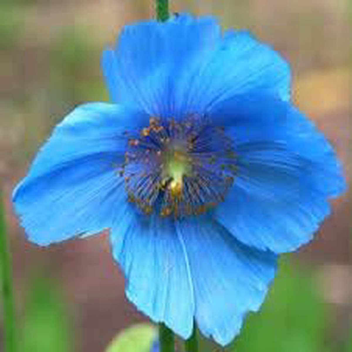 Meconopsis Flower Seeds for Garden Non-GMO, Heirloom, High Germination Seeds
